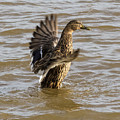 Female Mallard Photograph by Holden The Moment Female Mallard Photograph by Holden The Moment