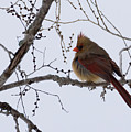 Female Northern Cardinal Photograph by Holden The Moment Female Northern Cardinal Photograph by Holden The Moment