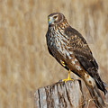 Female Northern Harrier Standing on One Leg Photograph by Jeff Goulden Female Northern Harrier Standing on One Leg Photograph by Jeff Goulden