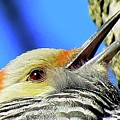 Female Red-bellied Woodpecker Close Up Photograph by Linda Stern Female Red-bellied Woodpecker Close Up Photograph by Linda Stern