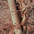 Fence Post Buddy Photograph by Troy Stapek Fence Post Buddy Photograph by Troy Stapek