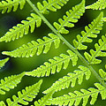 Fern Branches Photograph by Ted Keller Fern Branches Photograph by Ted Keller