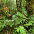 Fern in Wetland Natl Park Photograph by Yva Momatiuk John Eastcott Fern in Wetland Natl Park Photograph by Yva Momatiuk John Eastcott
