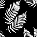 Fern Pattern Black and White Mixed Media by Christina Rollo Fern Pattern Black and White Mixed Media by Christina Rollo