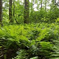 Fern Woods Photograph by Vic Ritchey Fern Woods Photograph by Vic Ritchey