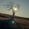 Field and Tree Photograph by Troy Stapek Field and Tree Photograph by Troy Stapek