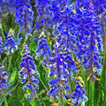 Field of Blue Digital Art by Digital Photographic Arts