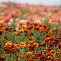 Field of Burnt Orange and Honey Ranunculus Photograph by Colleen Cornelius Field of Burnt Orange and Honey Ranunculus Photograph by Colleen Cornelius