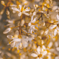 Field Of Kindness by Jorgo Photography - Wall Art Gallery Field Of Kindness by Jorgo Photography - Wall Art Gallery