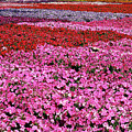 Field of Petunia Flowers Gilroy California Photograph by Kathy Anselmo Field of Petunia Flowers Gilroy California Photograph by Kathy Anselmo