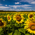 Field of Sun Photograph by Ron Pate Field of Sun Photograph by Ron Pate