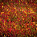 Fields on FIre Photograph by Doug Sturgess Fields on FIre Photograph by Doug Sturgess