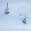 Fighting terns Photograph by Torbjorn Swenelius Fighting terns Photograph by Torbjorn Swenelius