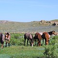 Fillies Day Out Photograph by Merle Grenz Fillies Day Out Photograph by Merle Grenz