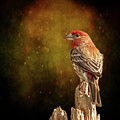 Finch From The Back Photograph by Bill and Linda Tiepelman Finch From The Back Photograph by Bill and Linda Tiepelman