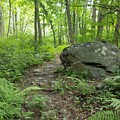Find Your Path Photograph by Vic Ritchey Find Your Path Photograph by Vic Ritchey