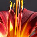 Fire Lily 1 Photograph by Amy Fose Fire Lily 1 Photograph by Amy Fose
