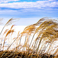 First Day Of Spring Photograph by Onyonet Photo Studios First Day Of Spring Photograph by Onyonet Photo Studios