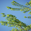 First Sign Of Spring I by DigiArt Diaries by Vicky B Fuller First Sign Of Spring I by DigiArt Diaries by Vicky B Fuller