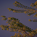 First Signs Of Spring Vi by DigiArt Diaries by Vicky B Fuller First Signs Of Spring Vi by DigiArt Diaries by Vicky B Fuller