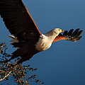 Fish Eagle Taking Flight by Johan Swanepoel Fish Eagle Taking Flight by Johan Swanepoel