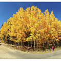Fisheye Aspens Photograph by Peggy Dietz Fisheye Aspens Photograph by Peggy Dietz
