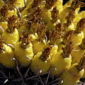 Fishhook Barrel Cactus Fruit by Phyllis Denton Fishhook Barrel Cactus Fruit by Phyllis Denton