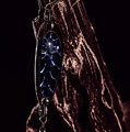 Fishing Lure On Driftwood 1 by Joseph Skalny