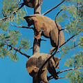 Five and a Half Bear Cubs Painting by Jackie MacNair Five and a Half Bear Cubs Painting by Jackie MacNair