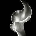 Flame Calla Lily in Black and White Photograph by Endre Balogh Flame Calla Lily in Black and White Photograph by Endre Balogh