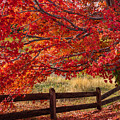 Flames on the Fence Photograph by Darren White Flames on the Fence Photograph by Darren White