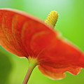 Flamingo Flower 2 Photograph by Heiko Koehrer-Wagner Flamingo Flower 2 Photograph by Heiko Koehrer-Wagner