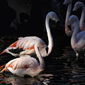 Flamingo Study - 2 Photograph by DArcy Evans Flamingo Study - 2 Photograph by DArcy Evans
