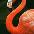 Flamingo Photograph by Ted Keller Flamingo Photograph by Ted Keller