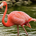 Flamingo Wades Photograph by Nicole Lloyd Flamingo Wades Photograph by Nicole Lloyd