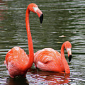 Flamingos Photograph by Holly Ross Flamingos Photograph by Holly Ross