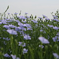Flax V by Dylan Punke Flax V by Dylan Punke
