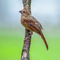 Fledgling Cardinal Photograph by Cathy Kovarik Fledgling Cardinal Photograph by Cathy Kovarik