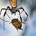 Flew In For Dinner Photograph by Christopher Holmes Flew In For Dinner Photograph by Christopher Holmes