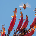 Flight of the Bumble Bee Photograph by Derek Dean Flight of the Bumble Bee Photograph by Derek Dean