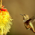 Flight of the Hummer Photograph by Michael Dawson Flight of the Hummer Photograph by Michael Dawson