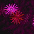 Floating Floral - 006 by David Lane Floating Floral - 006 by David Lane