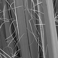 Flora Series 1-15 Photograph by J Doyne Miller Flora Series 1-15 Photograph by J Doyne Miller