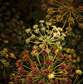 Floral Fireworks #02 by Loriental Photography Floral Fireworks #02 by Loriental Photography