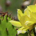 Florida Longhorned Beetle and Cactusflower by Paul Rebmann