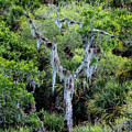 Florida Spanish Moss Photograph by Tom Singleton Florida Spanish Moss Photograph by Tom Singleton