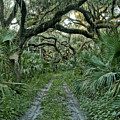 Florida Wilderness Photograph by Brian Kamprath Florida Wilderness Photograph by Brian Kamprath
