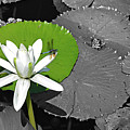 Floridian Flora Three Photograph by Ron Long