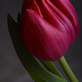 Flourishing tulip Photograph by Robert WK Clark Flourishing tulip Photograph by Robert WK Clark