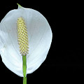 Flower by Coke Mattingly